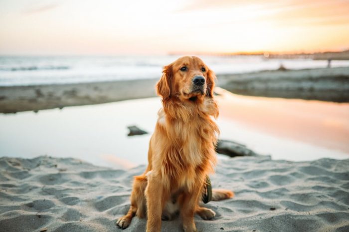 A Few Things About Buying A Golden Retriever