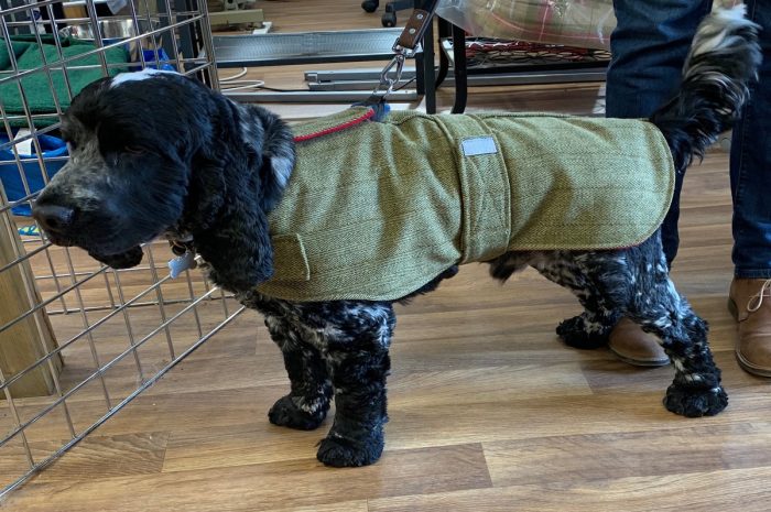 Benefits Of Best Dog Jackets