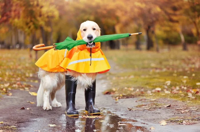 Dog Rain Jacket – What You Should Learn